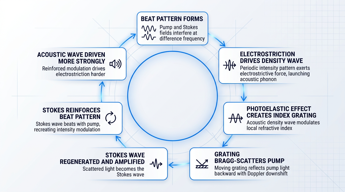 Seven-stage cyclic diagram showing the closed feedback loop of stimulated Brillouin scattering: beat pattern formation, electrostriction-driven density wave, photoelastic index grating creation, Bragg scattering of pump light, Stokes wave regeneration, beat pattern reinforcement, and acoustic wave amplification, connected by arrows in continuous loop.